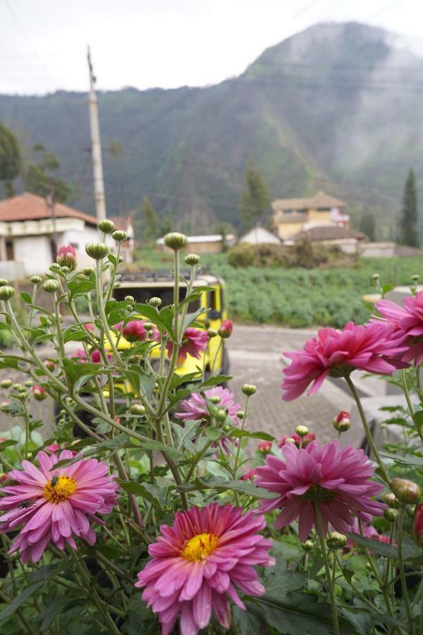 Homestay Lereng Bromo Kültér fotó